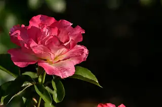 Елена Садова Portfolio 1